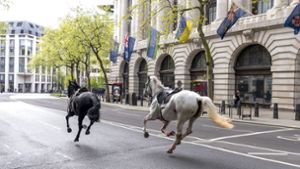 Britische Armee und Polizei im Einsatz: Entlaufene Pferde galoppieren durch Londoner Innenstadt