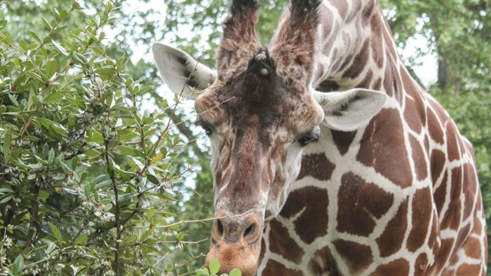 Giraffenbulle Hanck stirbt bei Narkose