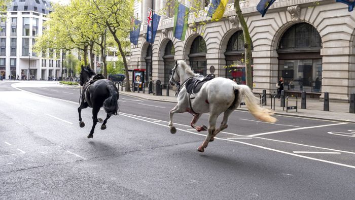 Huf-Alarm in London: Pferde galoppieren durch City