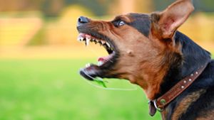 Professor in Vaihingen/Enz sucht Probanden: Hilft Hypnose gegen Hundephobie?