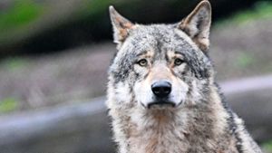 Nach Sichtung in Rutesheim: Mehr Förderung beim Schutz vor Wölfen nötig?