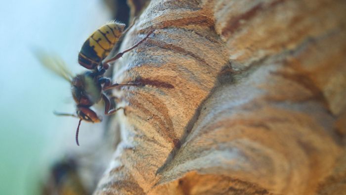 Bienen, Schnaken, Wespen und Co.: Mit dem warmen Wetter  kommen die Stechmücken
