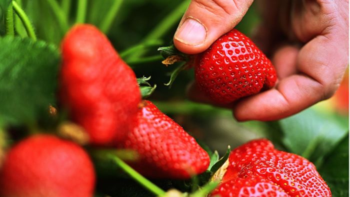 Feldfrüchte auf den Fildern: Die Preise für Erdbeeren und  Spargel bleiben stabil
