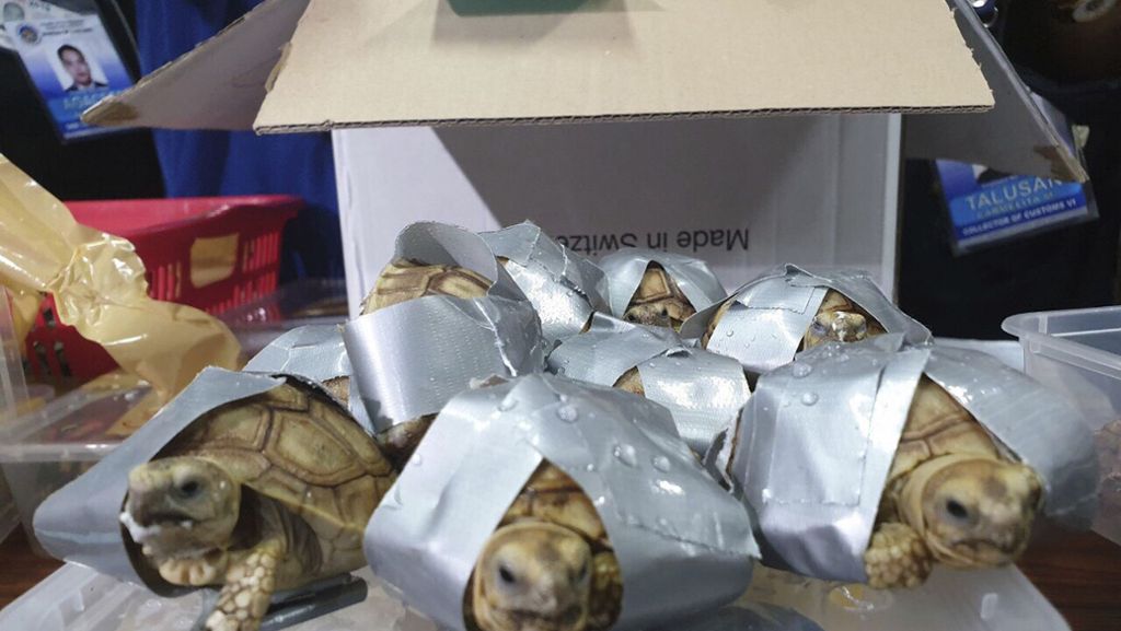 Flughafen in Manila: Zoll entdeckt mehr als 1500 Schildkröten in Koffern