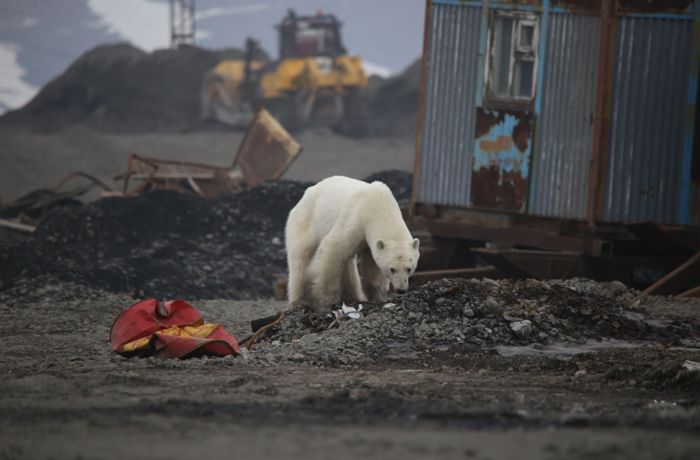 Bedrohte Tiere: Eisbär-Alarm am Nordpolarmeer