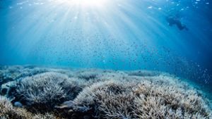 Sind die großen Korallenriffe noch zu retten?