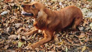 Von Schiff gesprungener Hund nach zwölf Tagen von Insel in Mosel gerettet