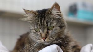 Wangen im Allgäu: Mit Schrotmunition auf Katze geschossen – Tier tot