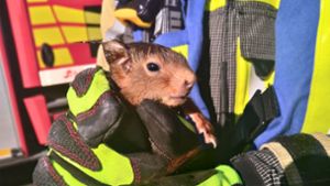 Hünxe im Ruhrgebiet: Feuerwehr befreit Eichhörnchen aus Dunstabzugshaube