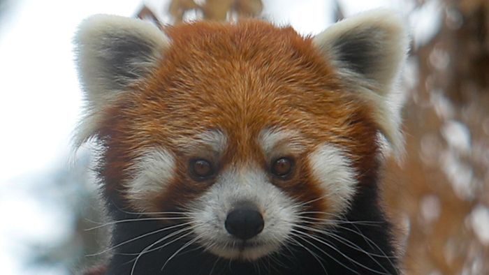 Panda im Gepäck: Tiere am Flughafen Bangkok konfisziert