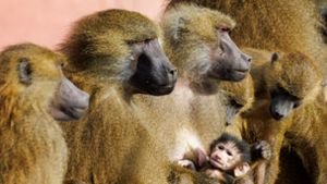 Nürnberger Tiergarten: Mögliche Pavian-Tötung – Umzug nach Indien wird geprüft