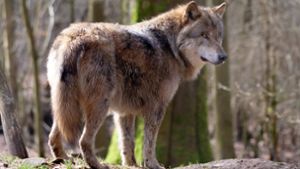 Kreis Breisgau-Hochschwarzwald: Auto überfährt mutmaßlichen Wolf am Schluchsee