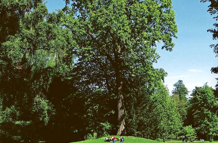Hohenheimer Gärten: Hier wurzeln Rekordbäume