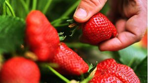 Spargel und Erdbeeren von den Fildern: Der Preis bleibt stabil – bei entsprechendem Wetter
