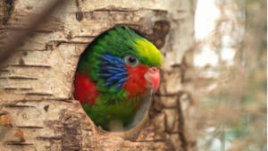 Tierische Farbtupfer im Stuttgarter Zoo: Die 9 buntesten Vögel in der Wilhelma